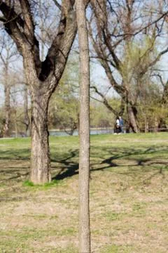 Tree trunk in the woods Stock Photos