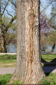 Tree trunk in the woods Stock Photos
