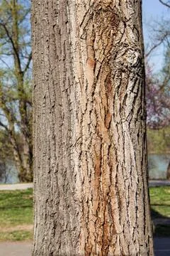Tree trunk in the woods Stock Photos