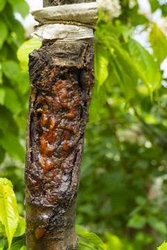 Tree Trunk Wound with Resin Flow Stock Photos