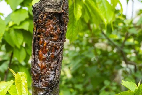 Tree Trunk Wound with Resin Flow Stock Photos