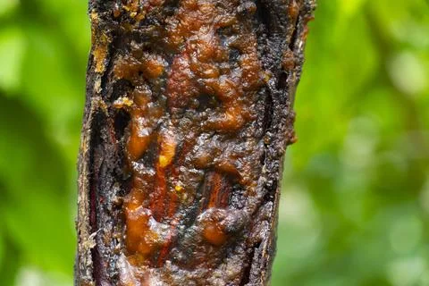 Tree Trunk Wound with Resin Flow Stock Photos