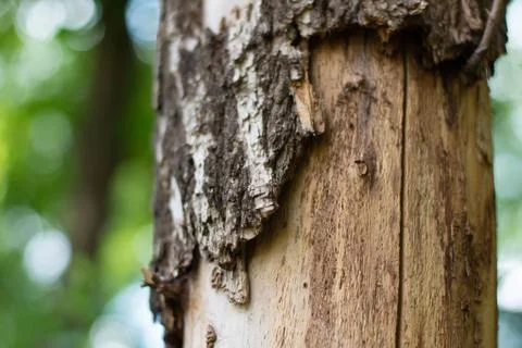 Tree trunk with wrapped bark. Bokeh. Summertime in the park Stock Photos