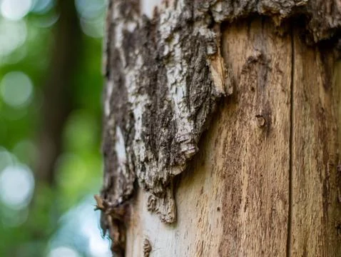 Tree trunk with wrapped bark. Suitable for screensavers, background. Bokeh Stock Photos