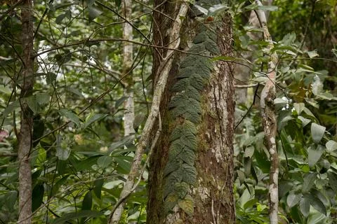 Tree Trunk Wrapped in Jungle Vines Wide Shot 库存照片