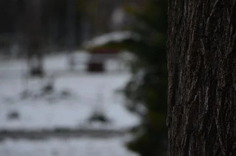 A tree trunk wrapped in moss and snow. Stock Photos