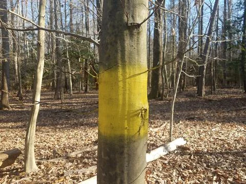 Tree trunk with yellow paint in forest or woods Stock Photos