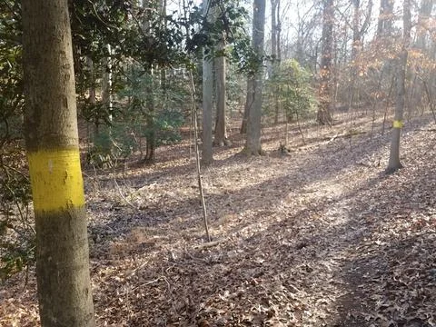 Tree trunk with yellow paint in forest or woods Stock Photos