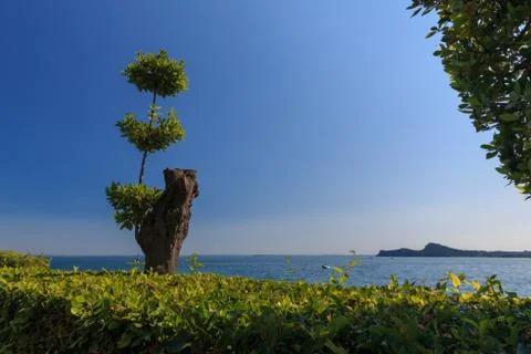 Tree trunk with young shoot in front of Lake Garda Stock Photos