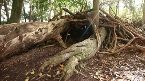 Tree trunks 01 Stock Footage 22367808