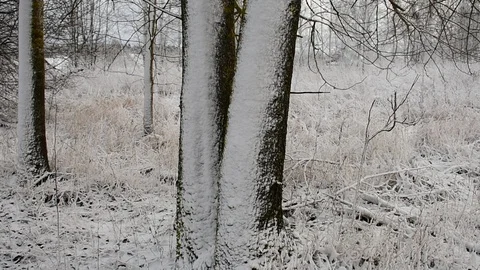 Tree trunks after a blizzard Stock Footage 120602052