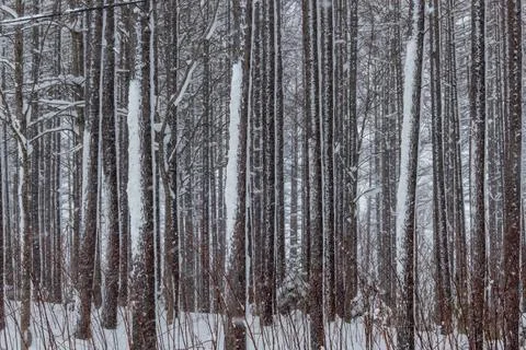 Tree trunks after a snowstorm Stock Photos