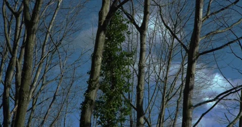 Tree trunks against blue sky Stock Footage 328916123
