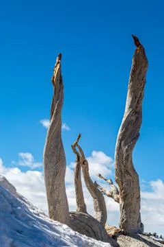 Tree Trunks Against a Blue Sky Stock Photos
