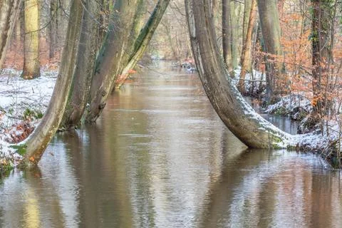 Tree trunks along forest stream  with snow in winter Stock Photos
