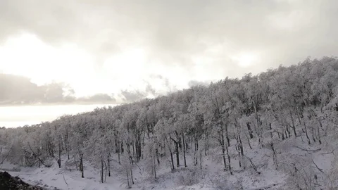 Tree trunks and bark Stock Footage 77050521