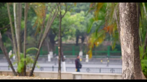 Tree Trunks and Blurred Roadside Scene for Mindfulness Background Use Video stock 327653572