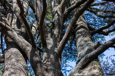 Tree trunks and branches close-up Stock Photos