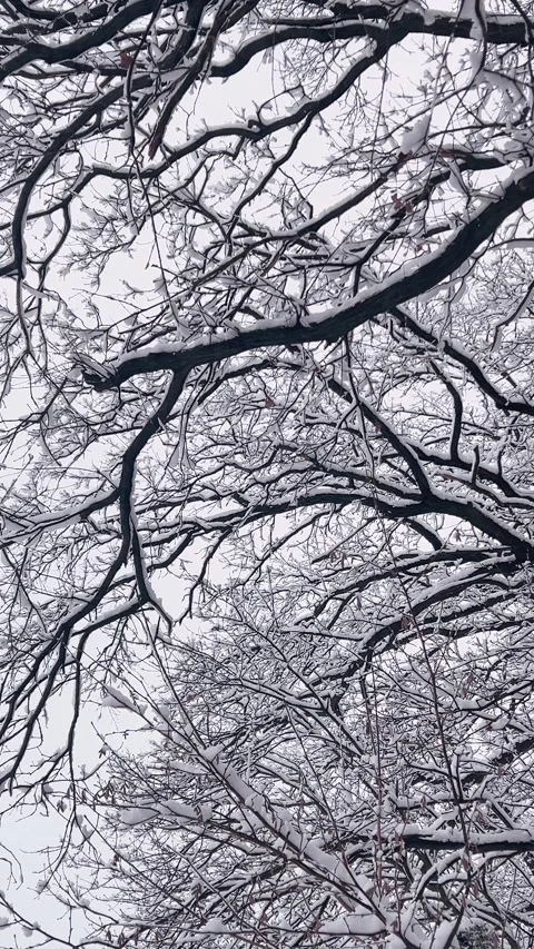 Tree trunks and branches covered in winter snow. Stock Footage 321844706