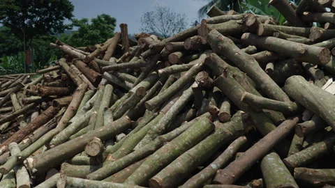 Tree trunks and branches cut and stacked in an open-air wood warehouse in Stock Footage 303844079