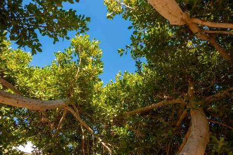 Tree Trunks And Branches With Fresh Green Leaves In The Forest. Treetops. Stock Photos