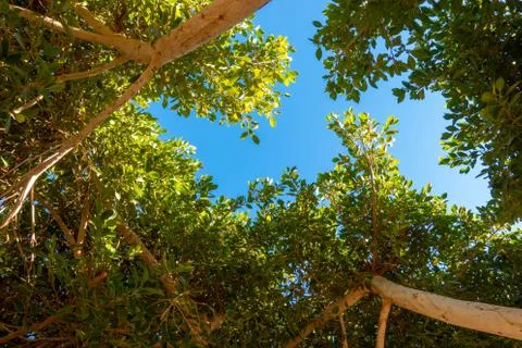 Tree Trunks And Branches With Fresh Green Leaves In The Park. Stock Photos