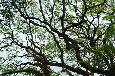 Tree trunks and branches with green leaves Stock Photos