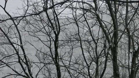 Tree trunks and branches sway from heavy snowfall. Stock Footage 276490484