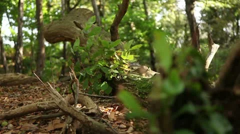 Tree trunks and branchs 09 Stock Footage 22368101