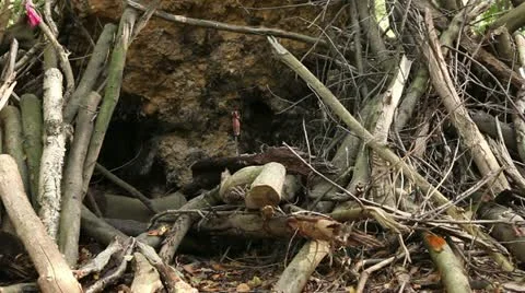 Tree trunks and cut branchs 01 Stock Footage 22385901