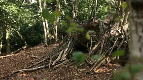 Tree trunks and cut branchs 04 Stock Footage 22386210