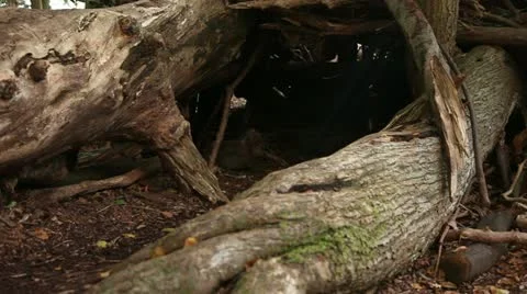 Tree trunks and cut branchs 05 Stock Footage 22386266