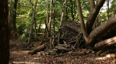 Tree trunks and cut branchs 06 Stock Footage 22386307
