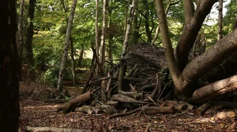 Tree trunks and cut branchs 07 Stock Footage 22386370