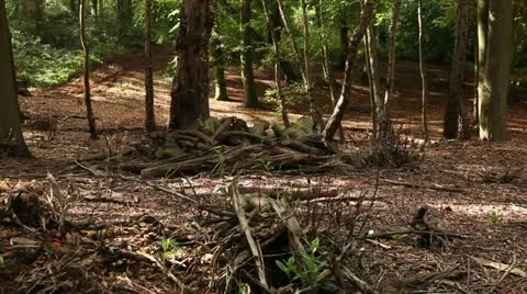 Tree trunks and cut branchs 12 Stock Footage 22388614