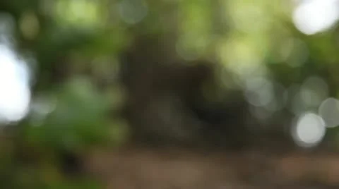 Tree trunks and cut branchs pull focus 01 Stock Footage 22388904