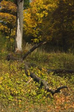 Tree trunks and dried logs in the autumn forest Stock Photos