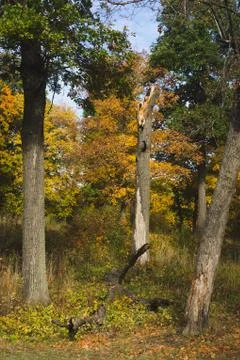 Tree trunks and dried logs in the autumn forest Stock Photos