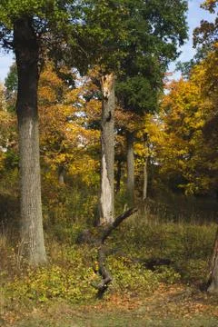 Tree trunks and dried logs in the autumn forest Stock Photos