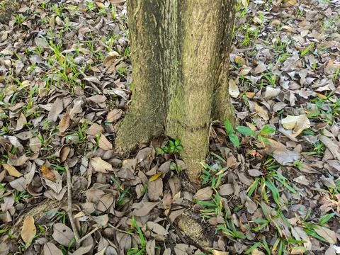Tree trunks and dry leaves Photos