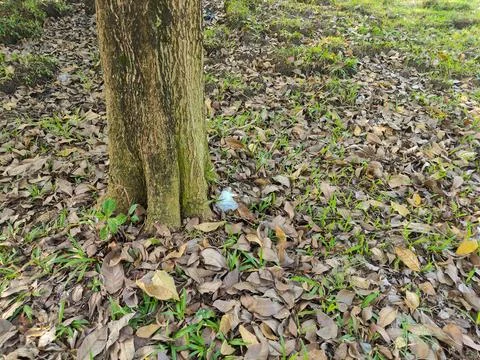 Tree trunks and dry leaves Photos