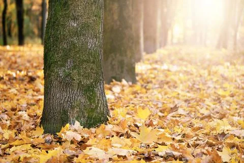 Tree trunks and fallen maple leaves covering the ground on a sunny autumn day 写真素材