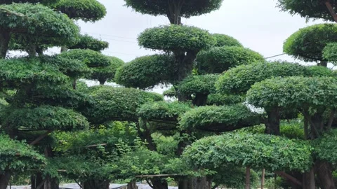 Tree Trunks and Gravel Ground at Hubei Ash Bonsai Nursery Stock Footage 345978585