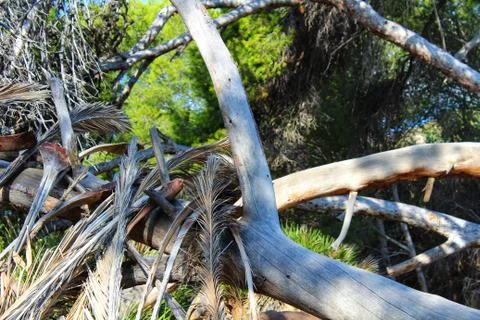 Tree trunks and green vegetation in the forest Foto stock