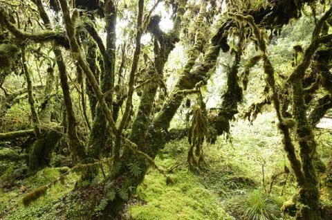 Tree trunks and the ground covered with green moss Foto stock