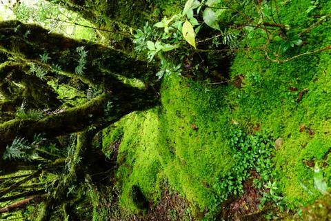 Tree trunks and the ground covered with green moss Stock Photos
