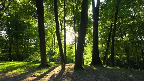 Tree trunks and leaves in backlit sunlight in a summer forest. Stock Footage 314947294