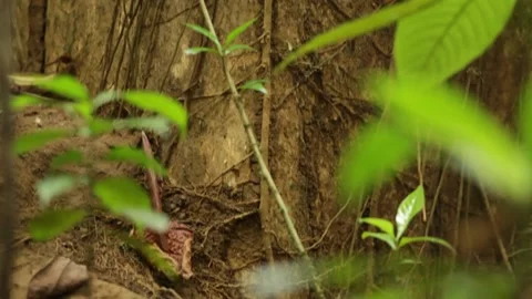 Tree trunks and moss on the forest floor 스톡 동영상 149123363