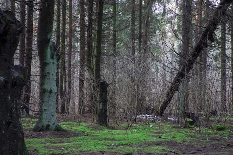 Tree trunks and moss growing on the floor Stock Photos