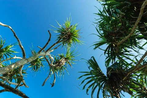 Tree trunks and palm against the blue sky Stock Photos